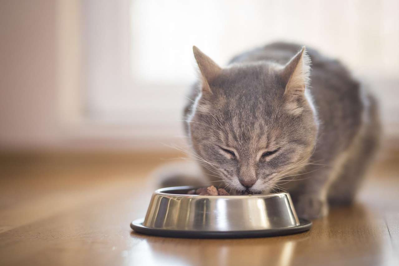 кошка ест еду пазл онлайн