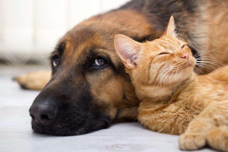 amizade entre cachorro e gato puzzle online
