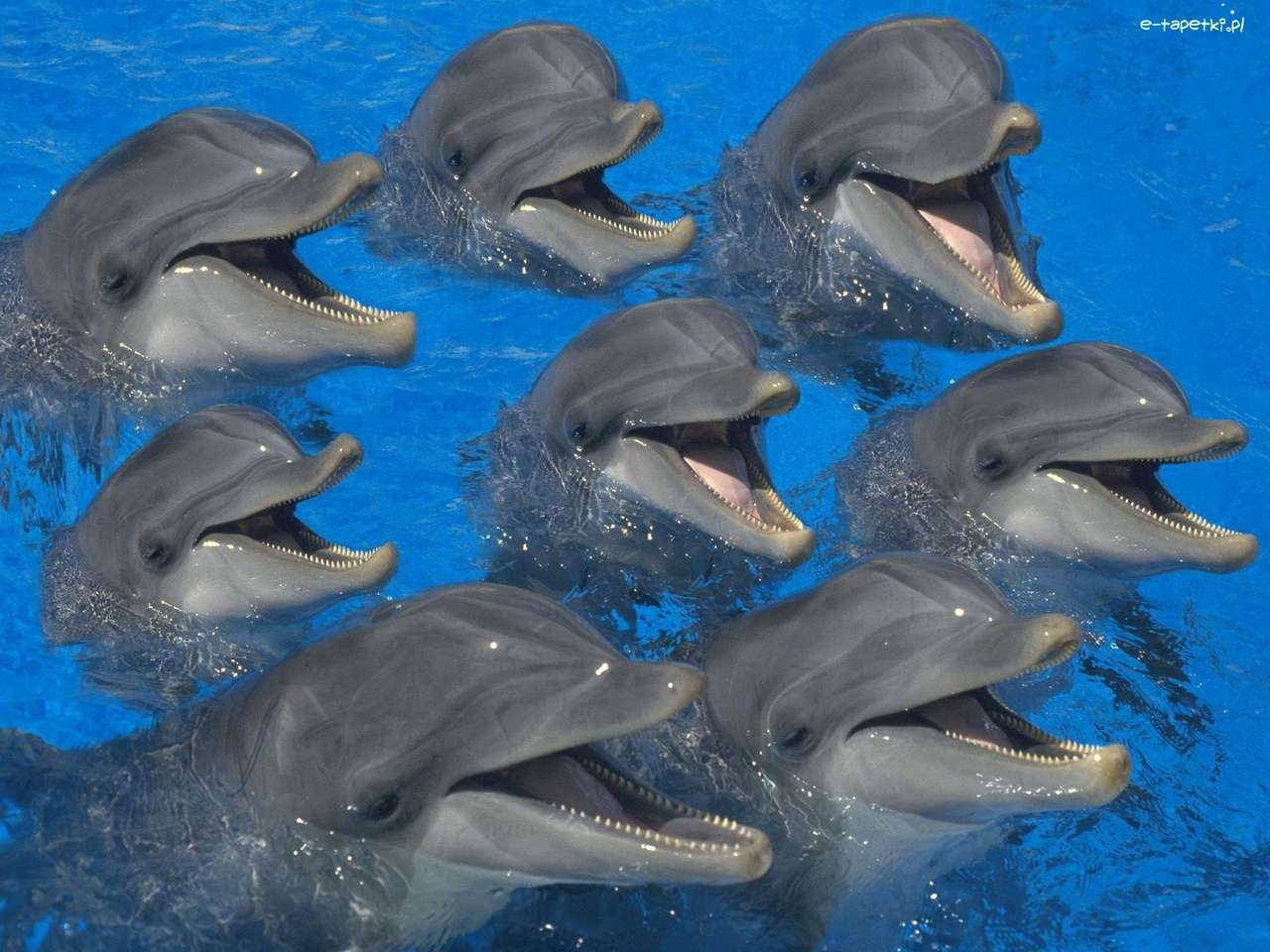 delfiner. Pussel online