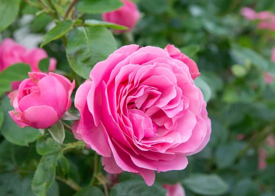 anglická růže skládačky online