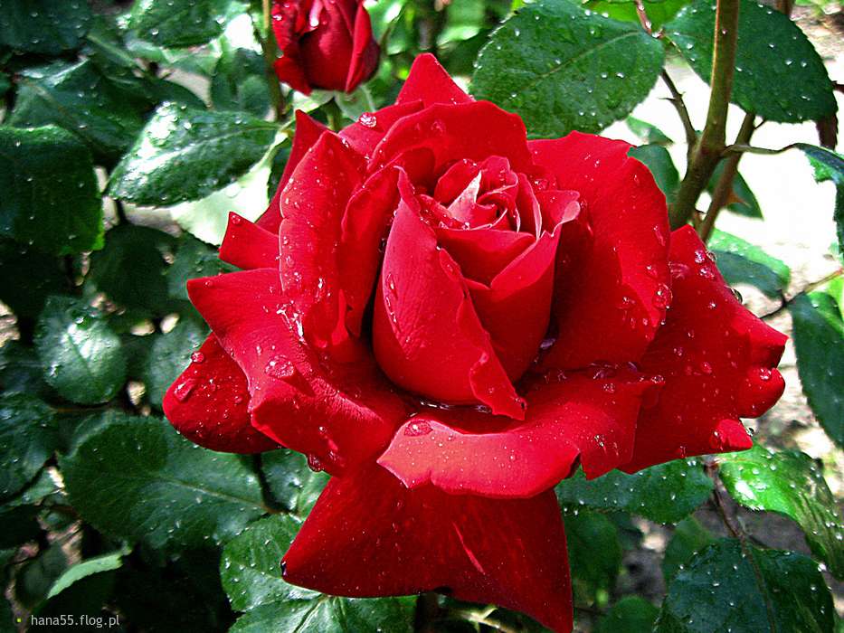 κόκκινο τριαντάφυλλο online παζλ