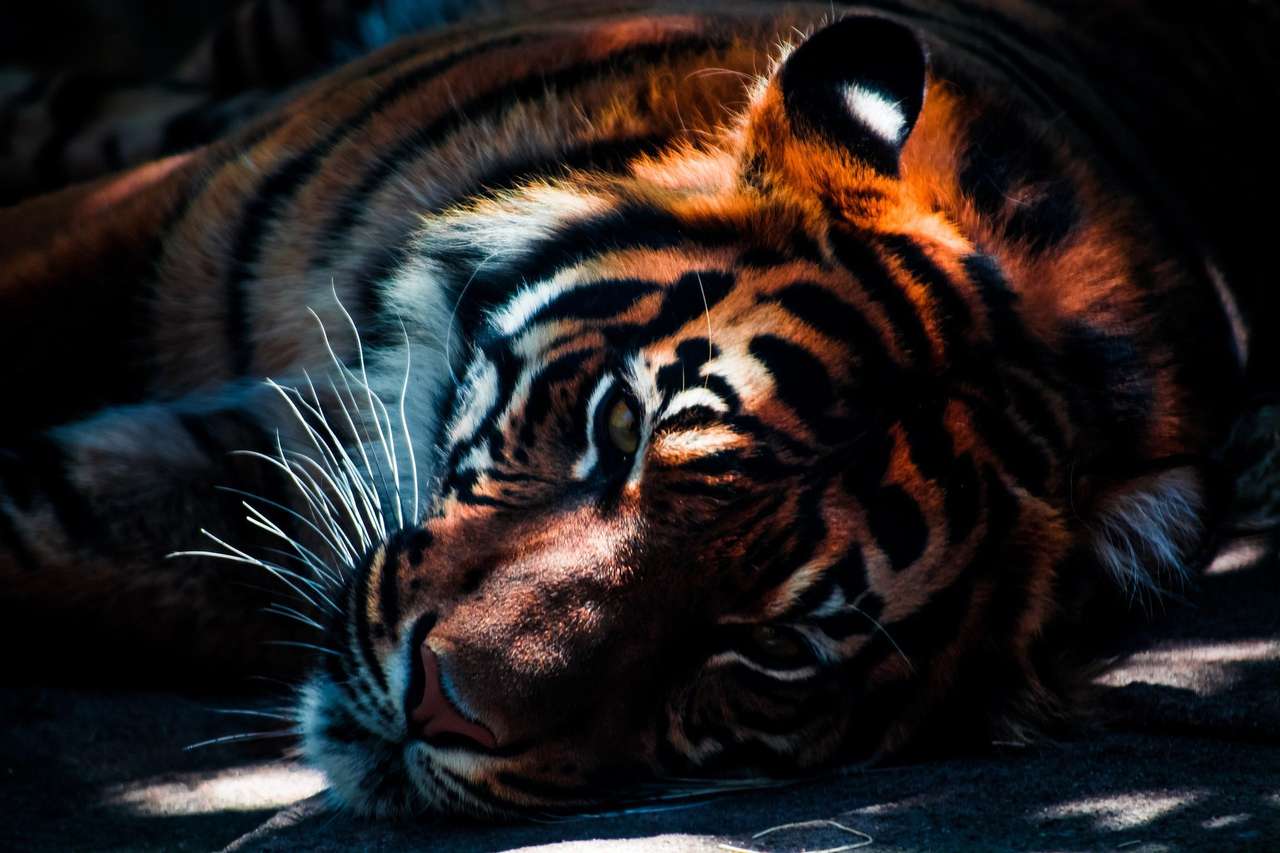 Tigre salvaje rompecabezas en línea