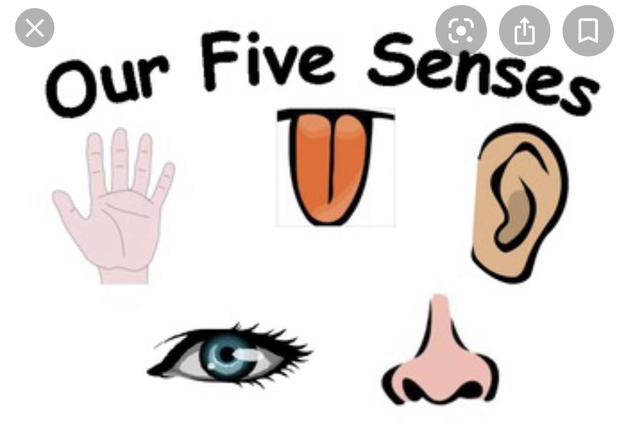 Quebra-cabeça dos 5 sentidos quebra-cabeças online