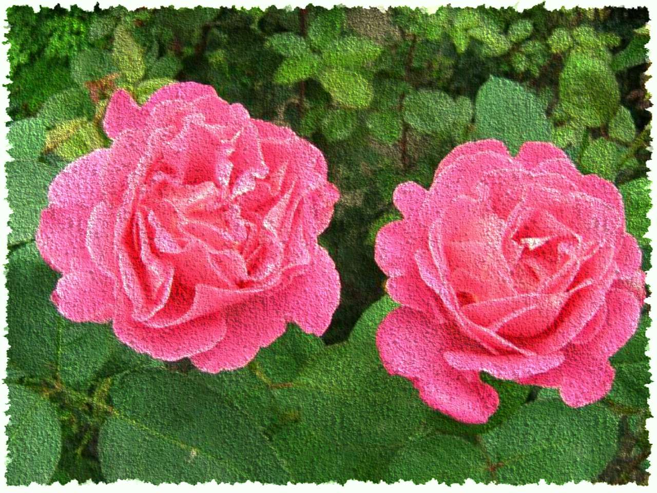 Růžové růže online puzzle