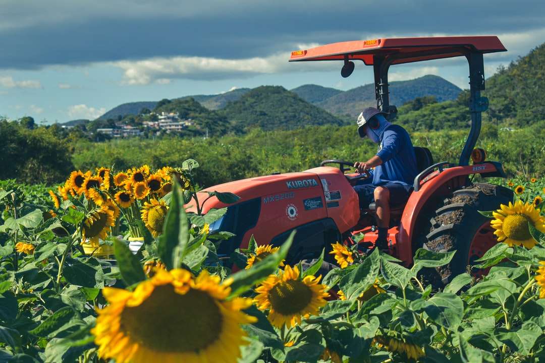 Tractor rojo en campo de girasol durante el día rompecabezas en línea