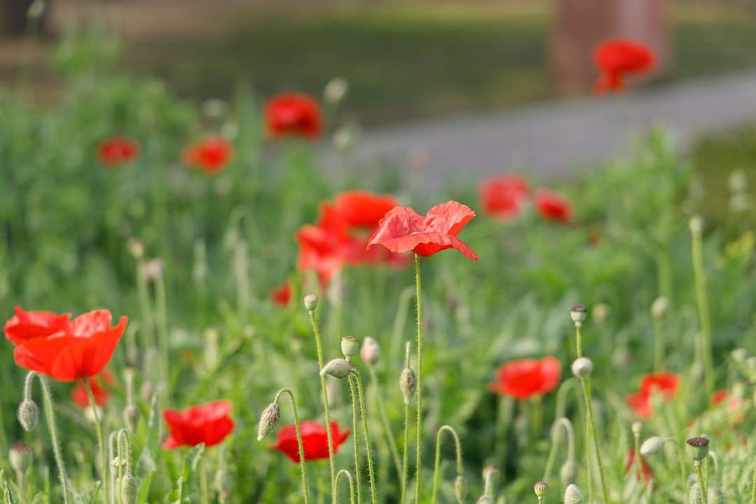 flores vermelhas em campo de grama verde durante o dia puzzle online