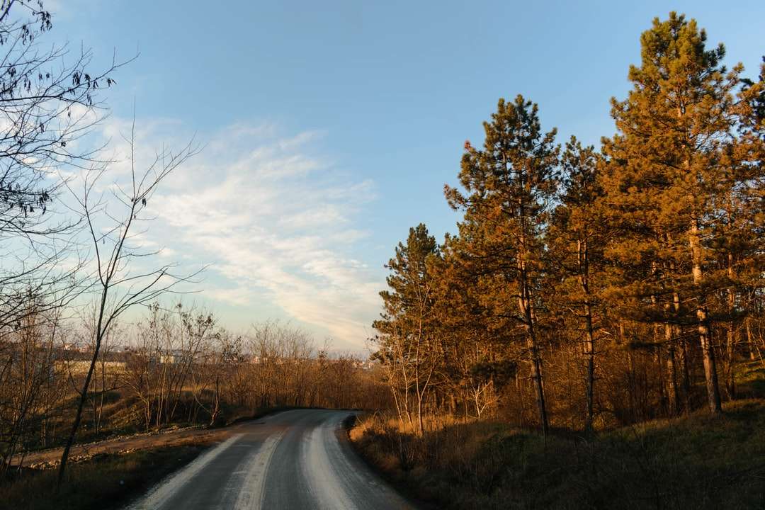сіра асфальтована дорога між коричневими деревами вдень пазл онлайн