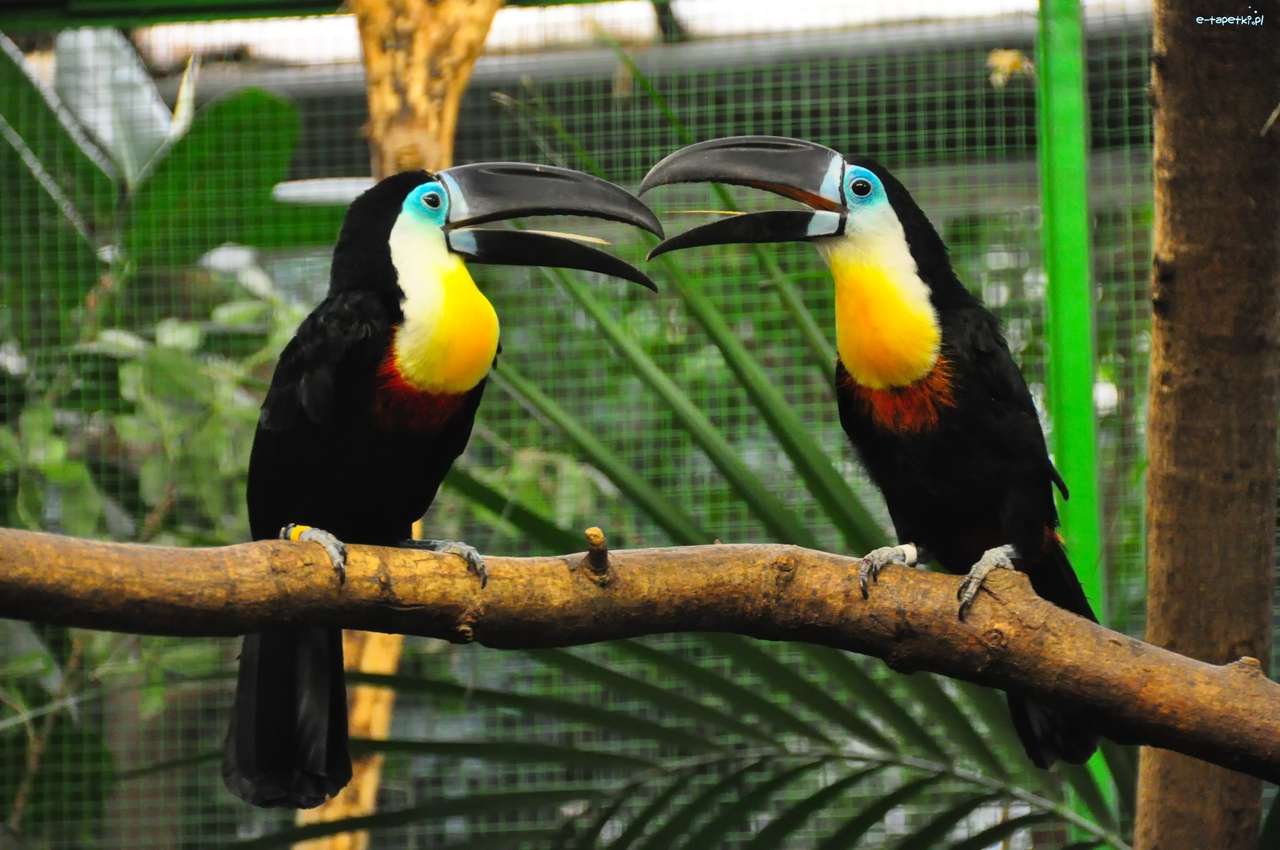 δύο toucans σε ένα κλαδί παζλ online