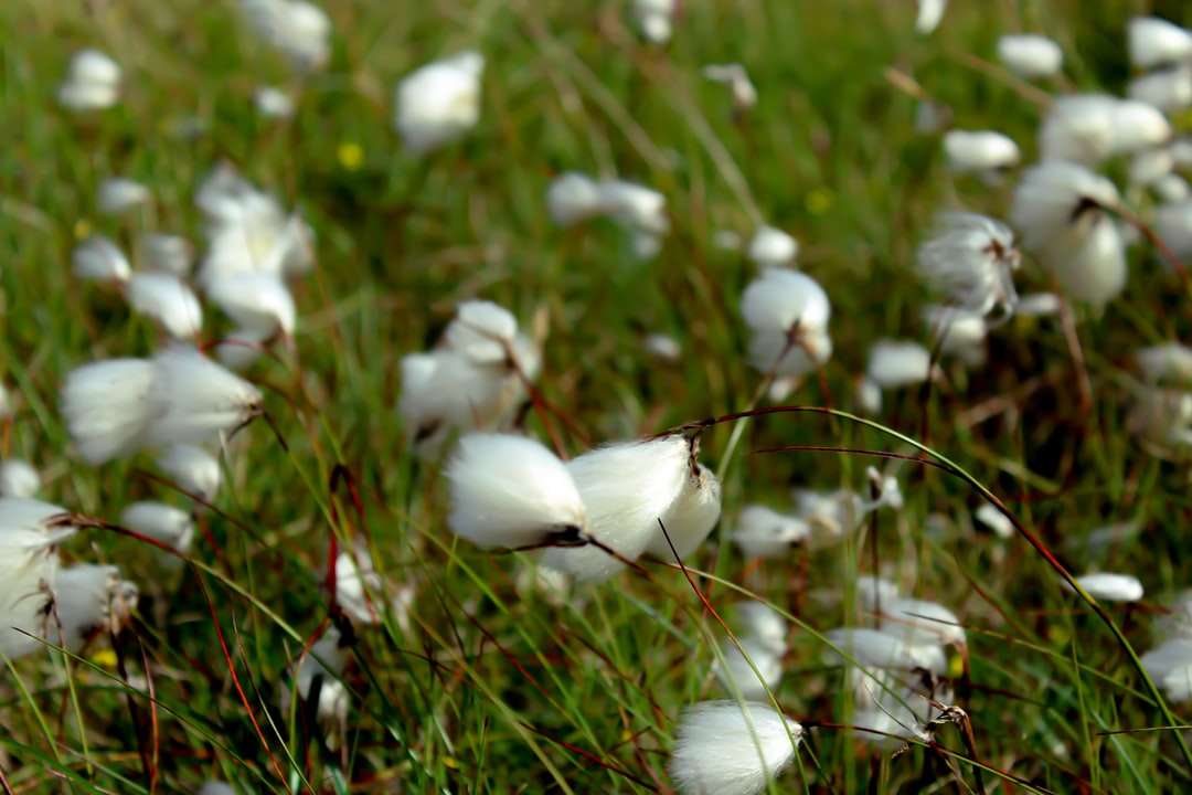 昼間の緑の草の上の白い花 オンラインパズル
