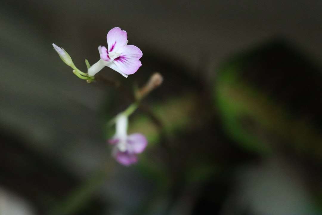 チルトシフトレンズの紫色の花 ジグソーパズルオンライン