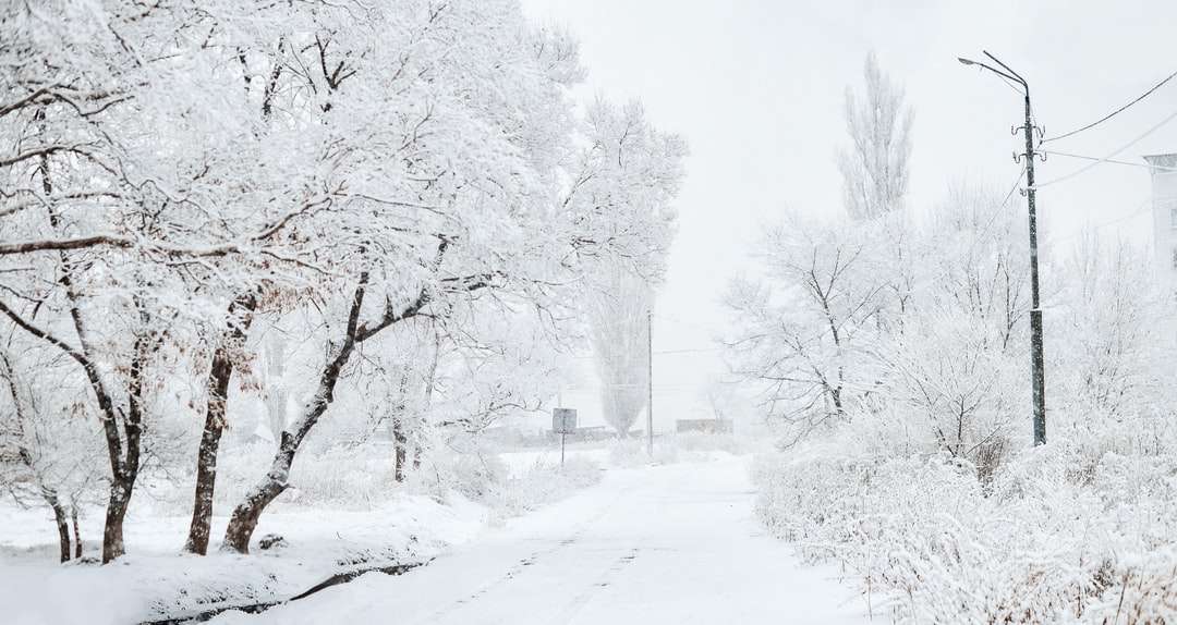 árvores cobertas de neve e estradas durante o dia puzzle online