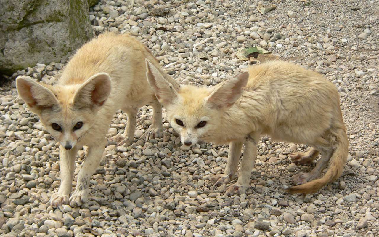 Desert fennec fox pussel på nätet
