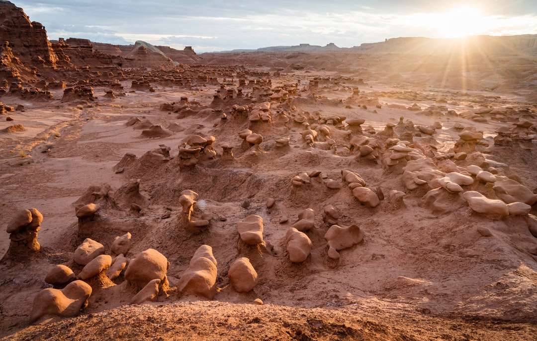 pecore marroni e bianche sulla sabbia marrone durante il giorno puzzle online