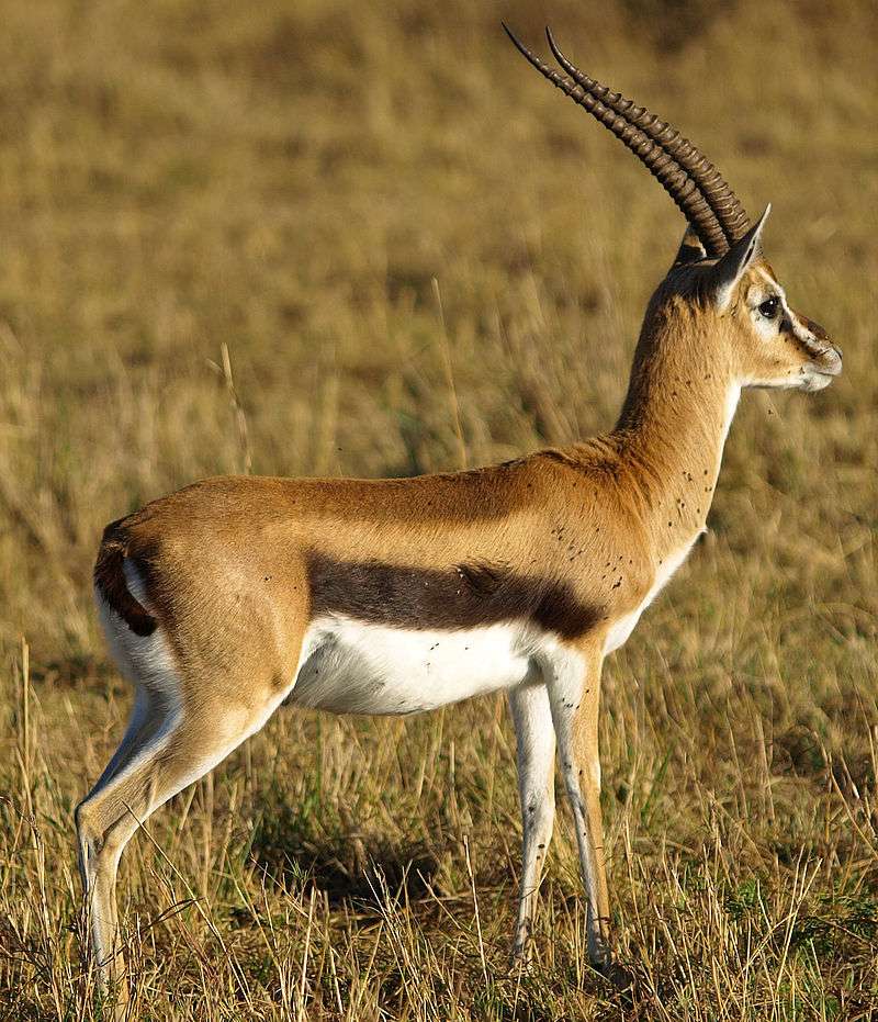 Savanna gazelle online puzzle
