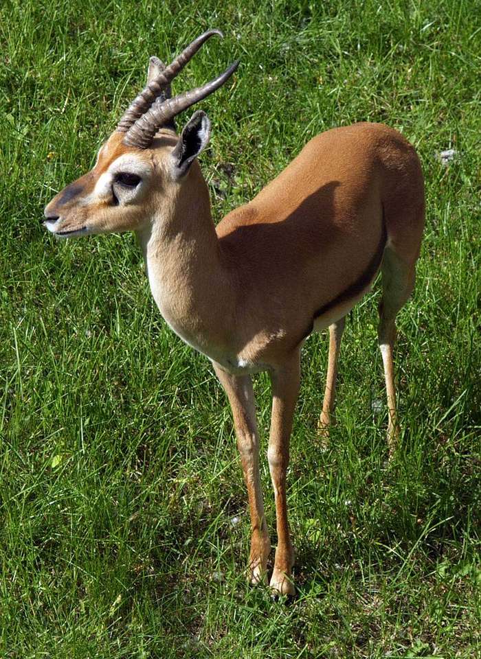 Nubian gazelle online παζλ