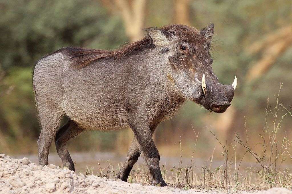 Κοινό warthog online παζλ