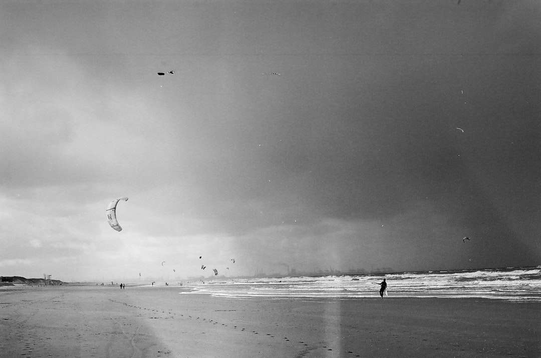 Foto en escala de grises de pájaro volando sobre la playa rompecabezas en línea