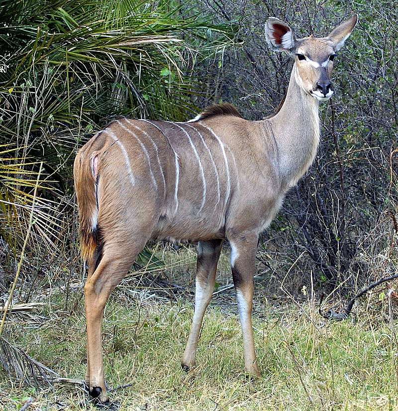 Gran kudu rompecabezas en línea