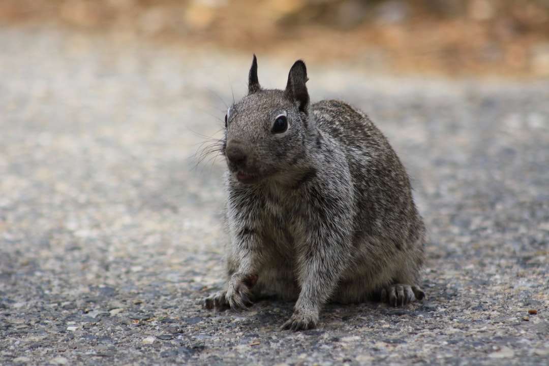 szürke mókus nappali szürke homokon online puzzle