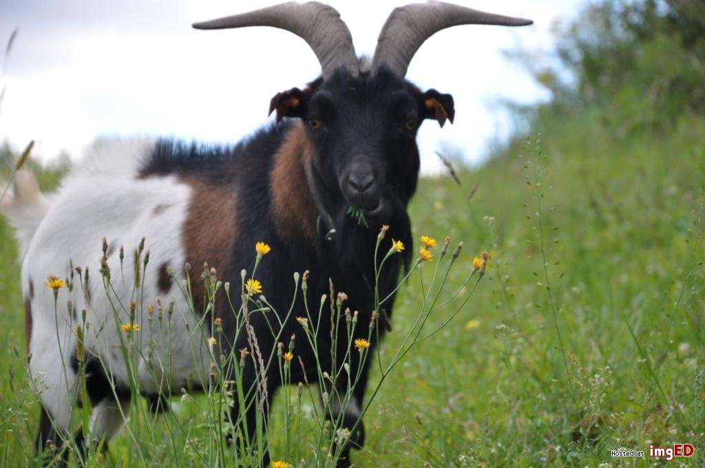 牧草地の山羊 ジグソーパズルオンライン