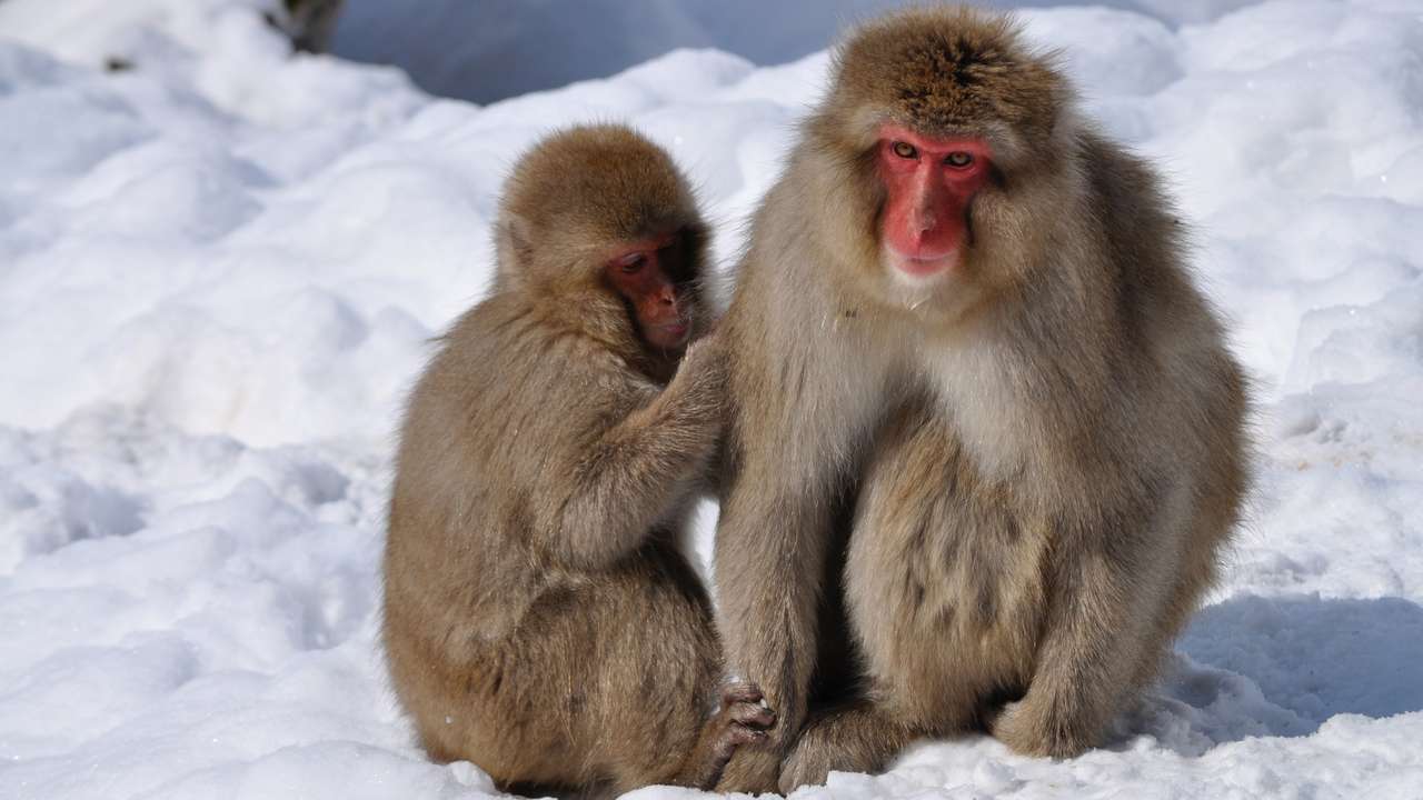 macacos macaque puzzle online