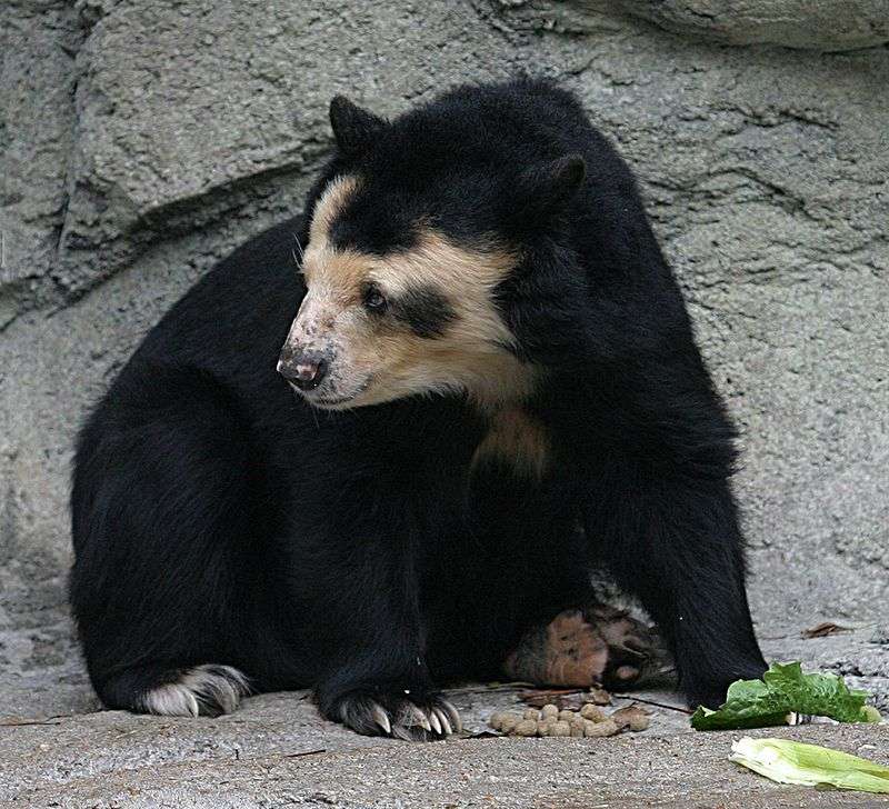 Spectacled bears jigsaw puzzle online