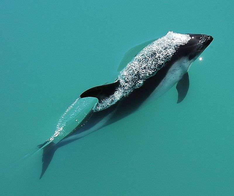 Delfín del sur rompecabezas en línea