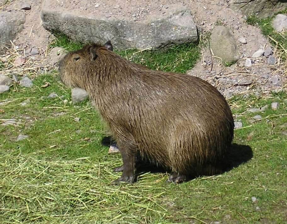 Capibara gigante puzzle online