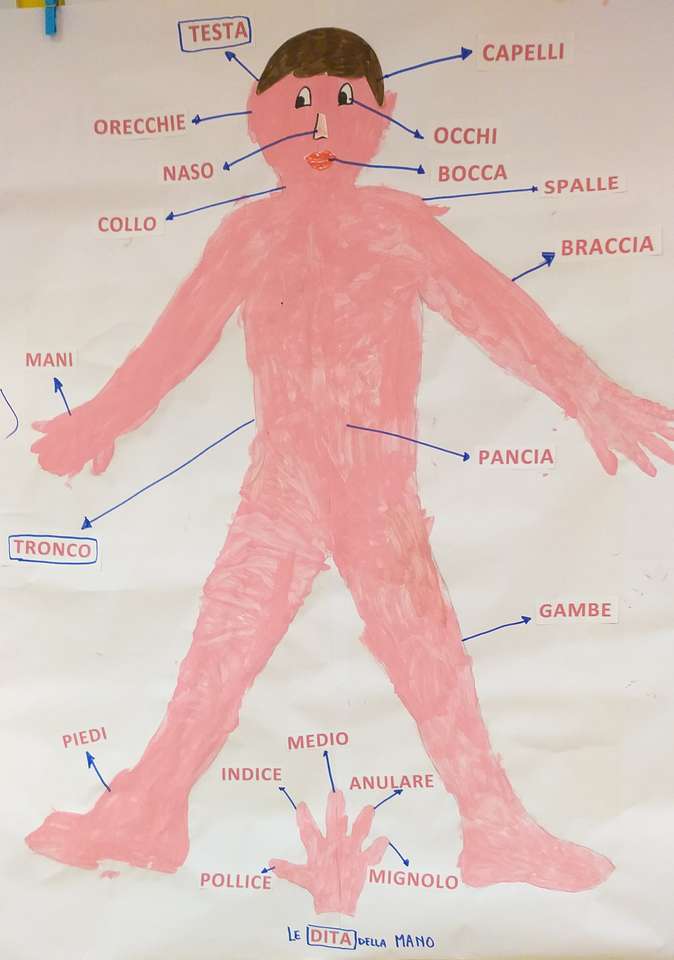 Схемата на тялото онлайн пъзел