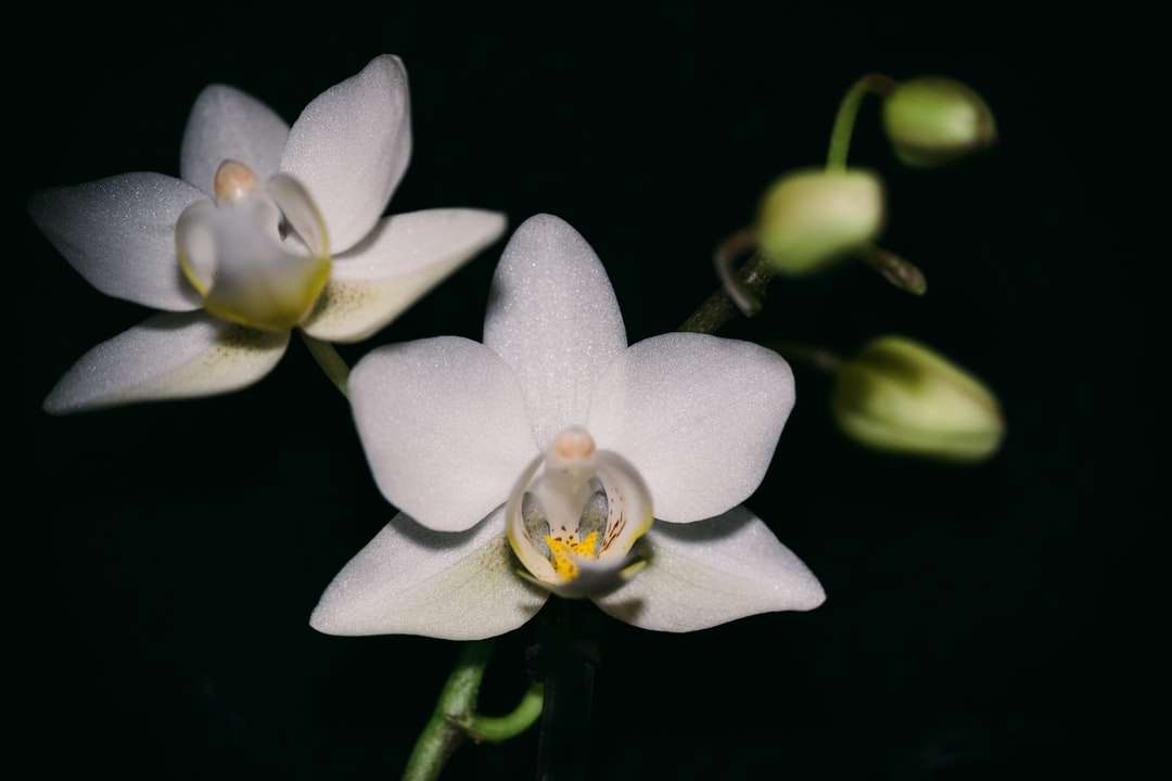 vit och gul blomma i närbildfotografering pussel på nätet