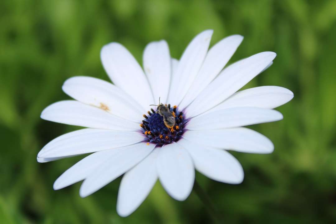vit tusensköna i blom under dagtid pussel på nätet