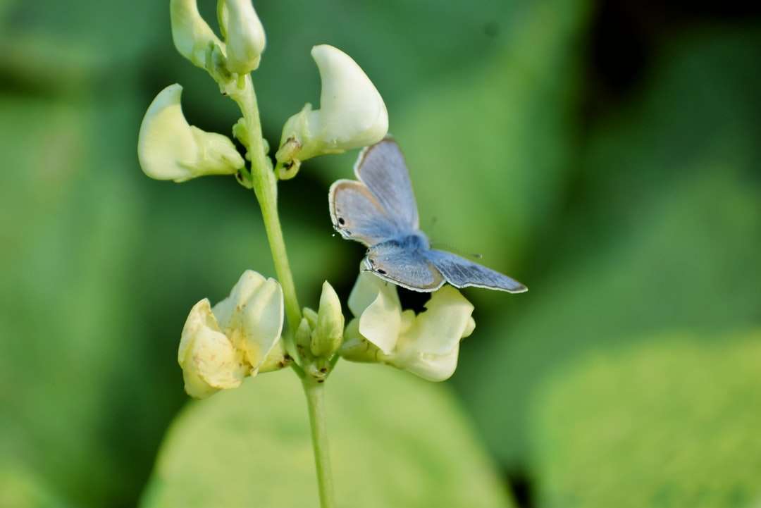 blauer und weißer Schmetterling thront auf gelber Blume Online-Puzzle