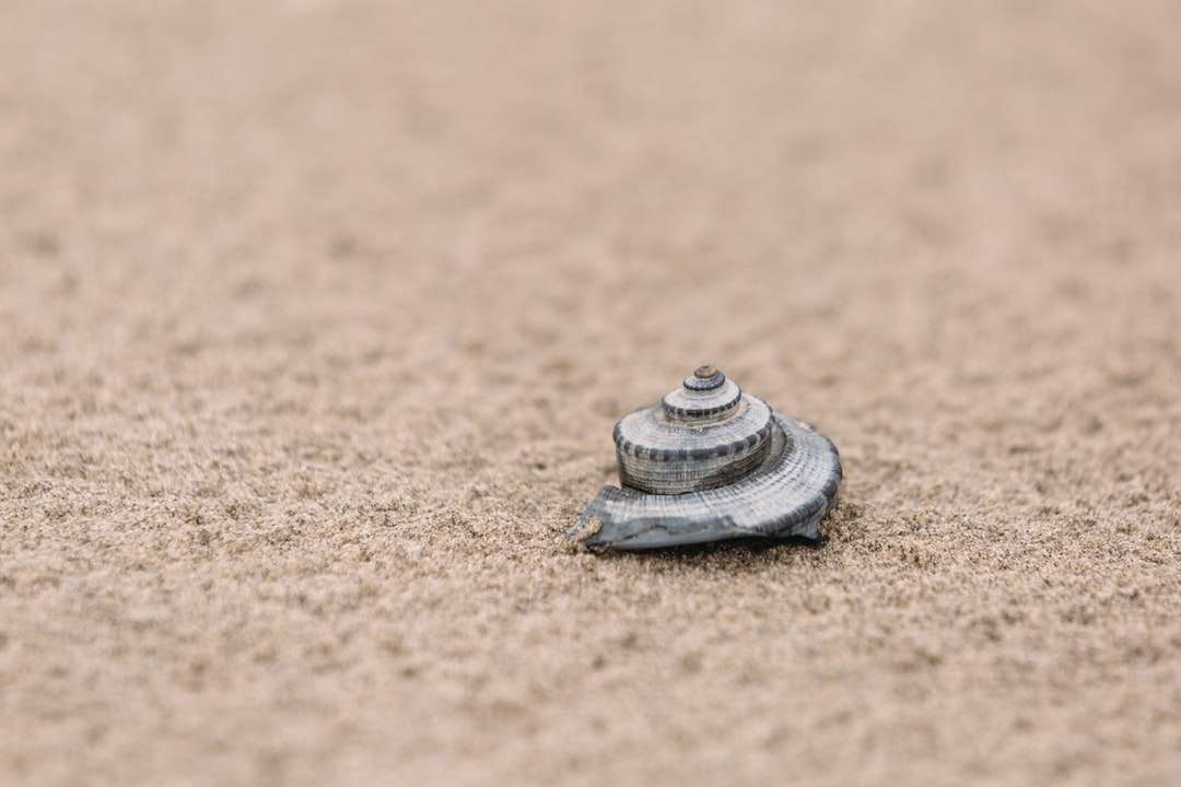 сива и черна раковина върху кафяв пясък онлайн пъзел