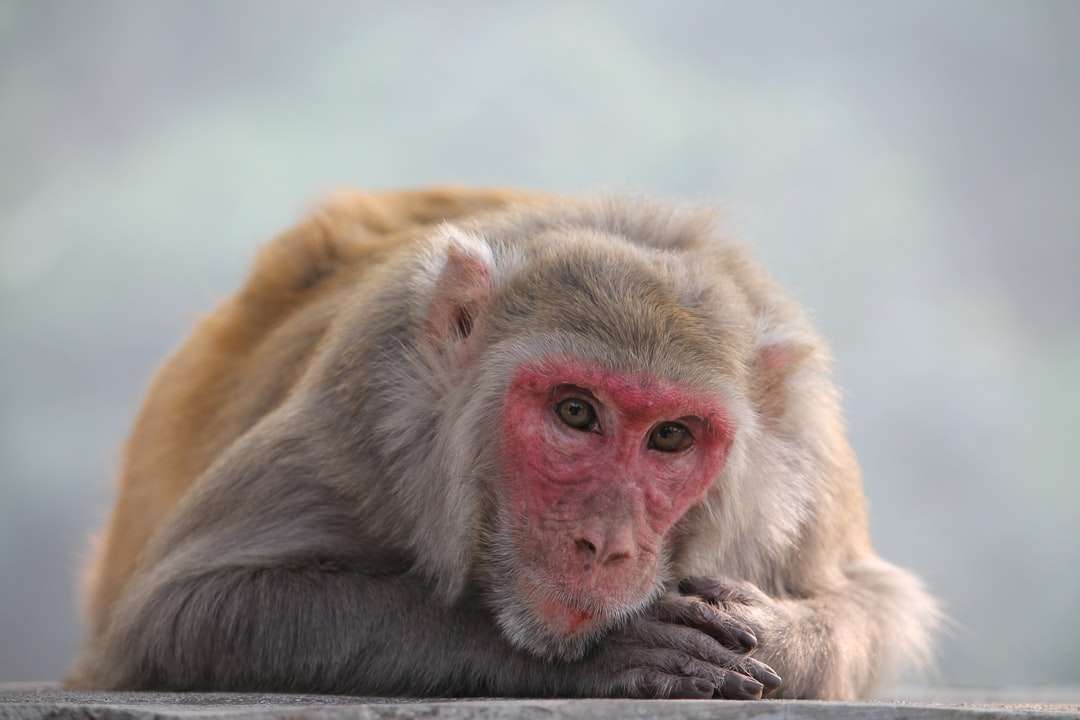 кафява маймуна в снимка отблизо онлайн пъзел
