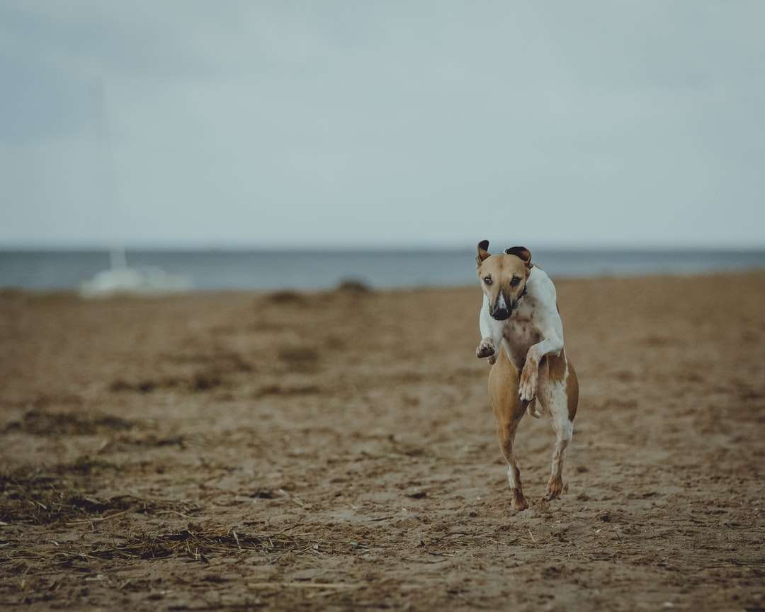 brun och vit kortbelagd hund som kör på brunt fält Pussel online