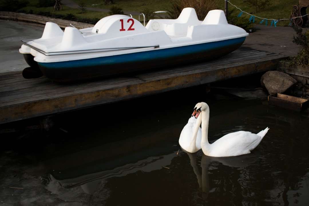 cisne branco na água durante o dia quebra-cabeças online