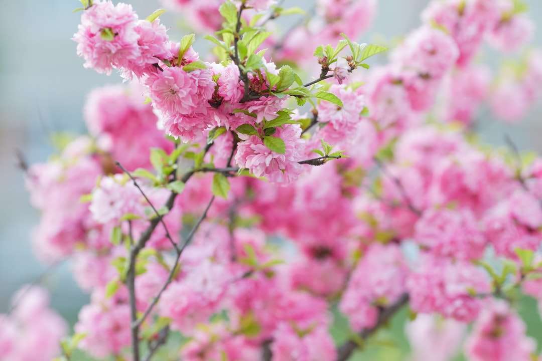 roze bloem in tilt-shift lens online puzzel