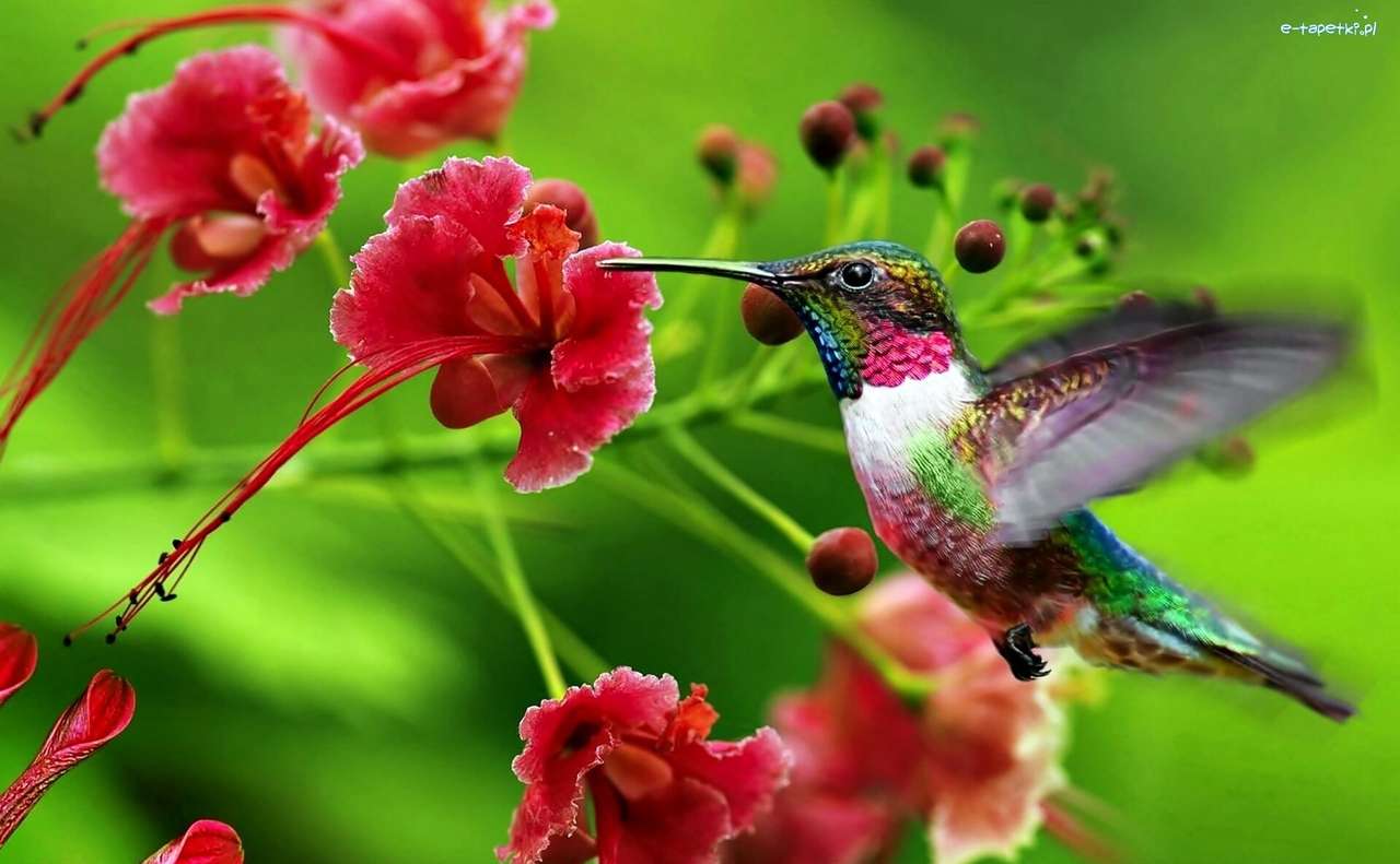 colibrì, fiori puzzle online