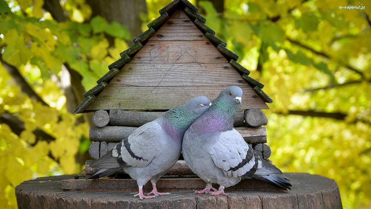 два гълъба онлайн пъзел