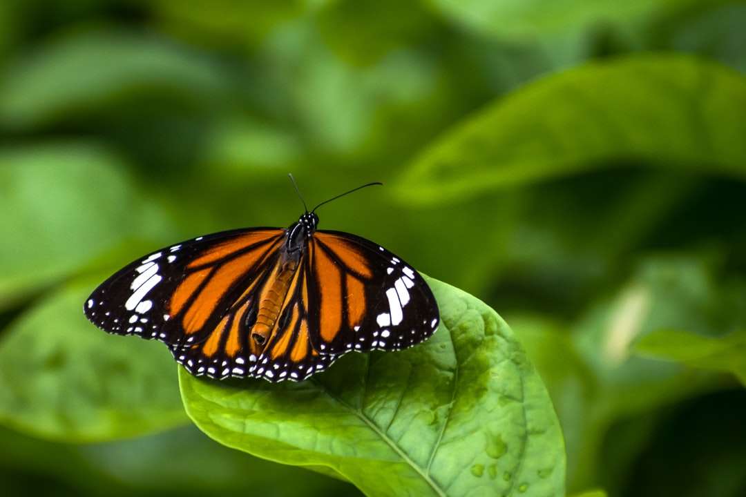 mariposa monarca, posado, en, hoja verde rompecabezas en línea