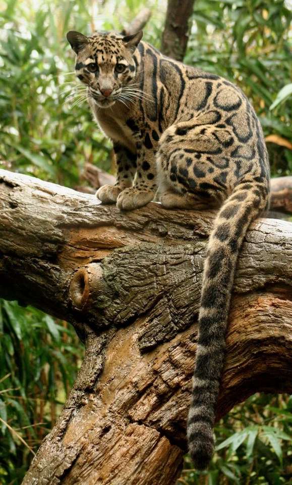 Divoká kočka sedící na stromě online puzzle