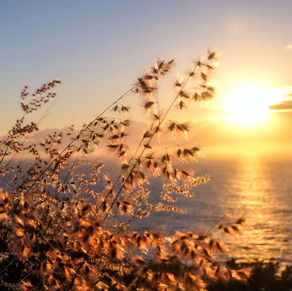 braune Blätter am Ufer während des Sonnenuntergangs Puzzlespiel online