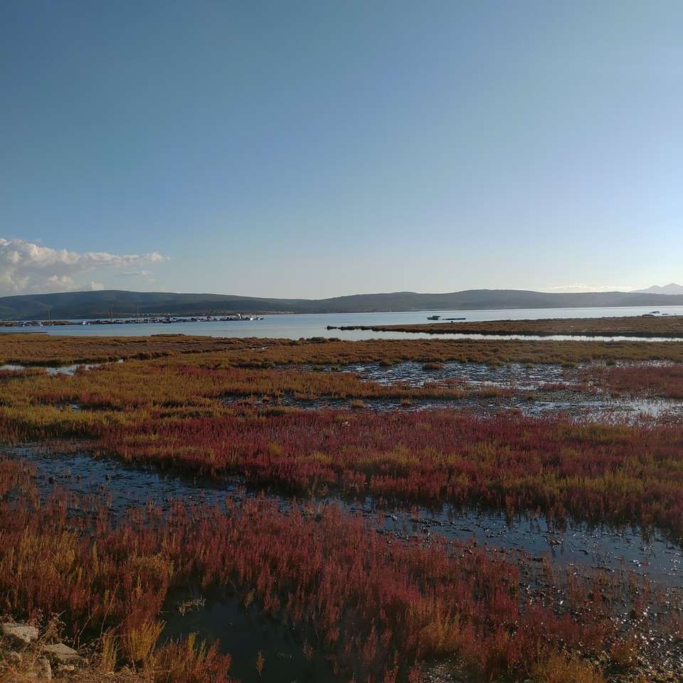 câmp de iarbă maro sub cer albastru în timpul zilei puzzle online