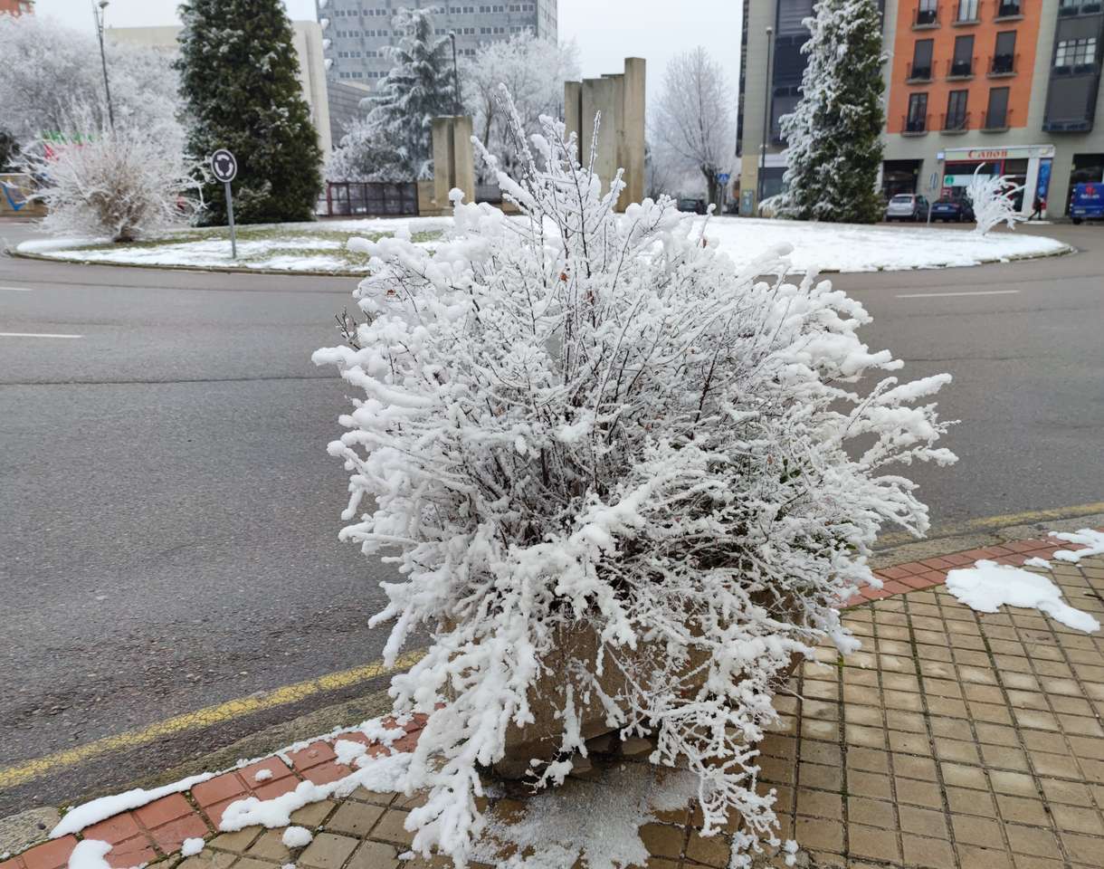 Arbusto congelado na praça de Zamora-Espanha. quebra-cabeças online