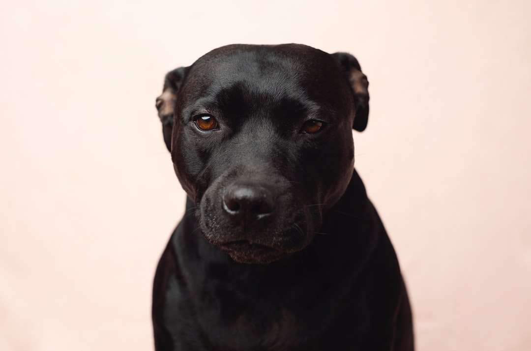 черная короткошерстная собака среднего размера онлайн-пазл