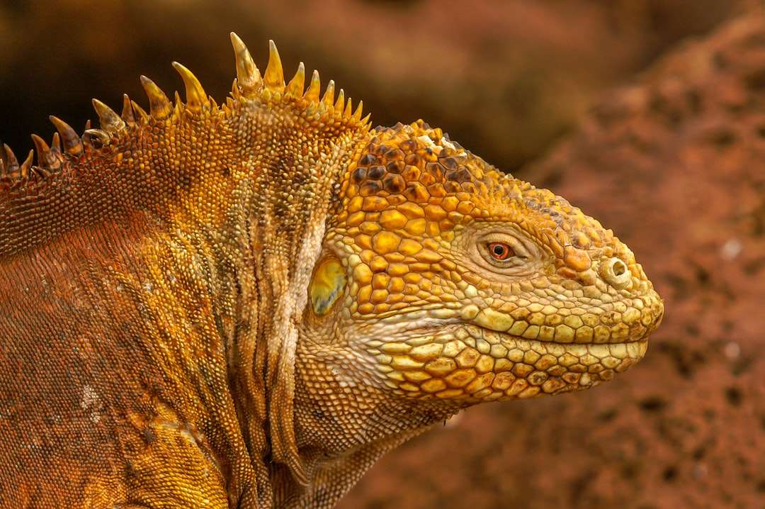 iguana marrone e nera nella fotografia ravvicinata puzzle online