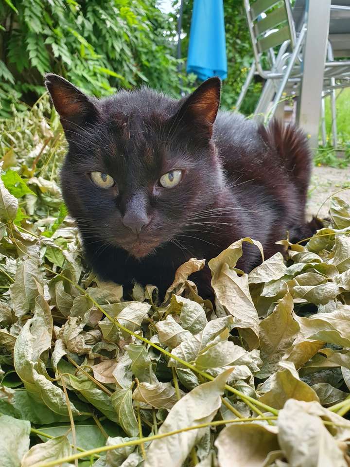 черный кот онлайн-пазл