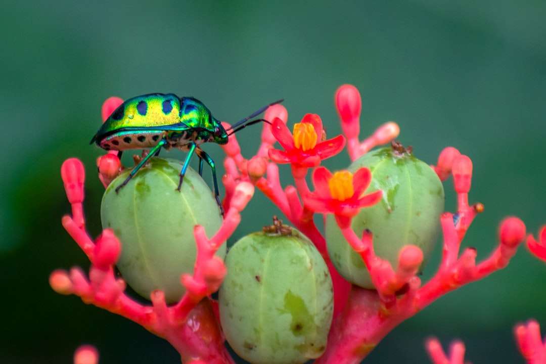groen en zwart insect op groene en rode bloem legpuzzel online