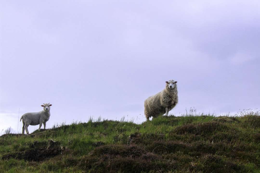 λευκά πρόβατα στο πράσινο γρασίδι πεδίο κατά τη διάρκεια της ημέρας online παζλ