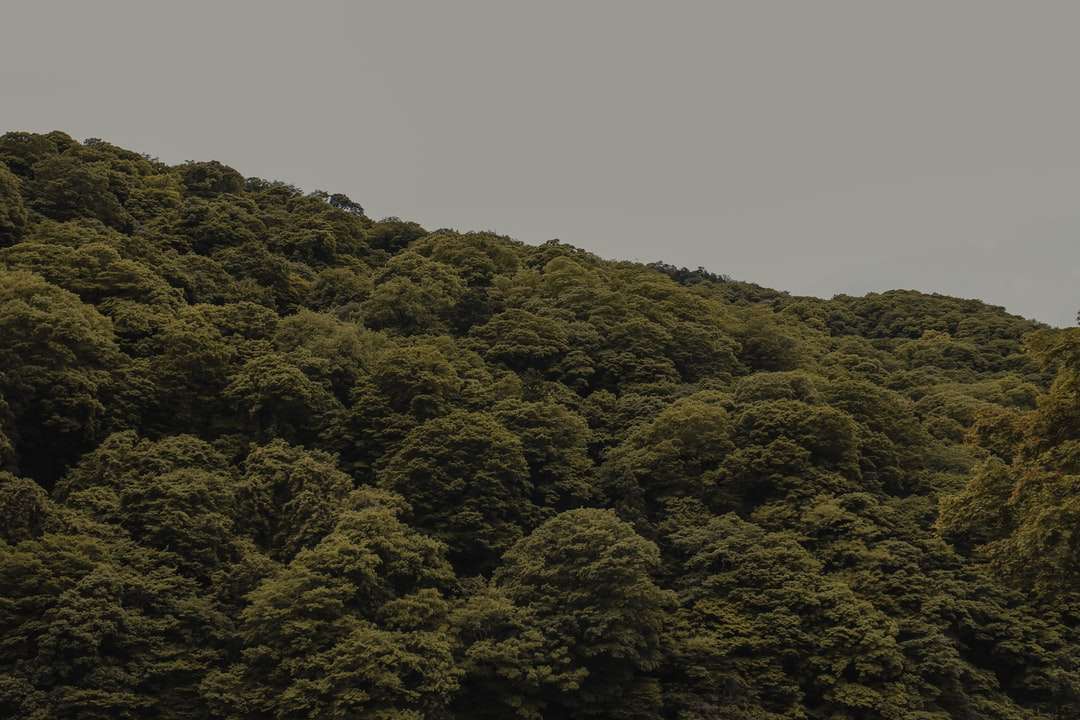 πράσινα δέντρα στο βουνό κατά τη διάρκεια της ημέρας παζλ online